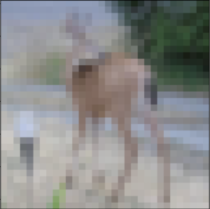Deer