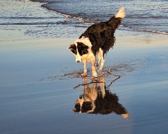 How to Develop a Deep Learning Photo Caption Generator from Scratch Photo of a dog at the beach.