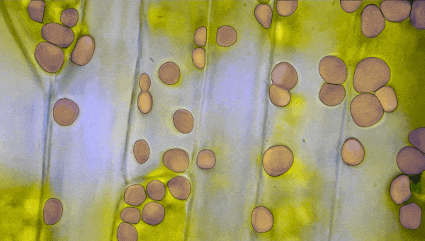Cell microscopy image segmentation using the Segment Anything model.