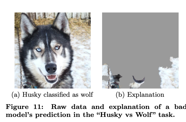 The LIME technique visualizes how the model focuses on snowy backgrounds to make its predictions